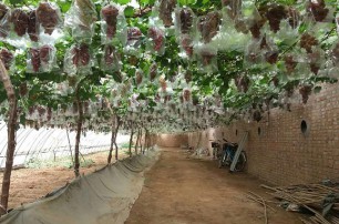 塑钢线在葡萄种植技术中有怎样的应用