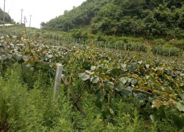 百香果、猕猴桃及香菇产业的指定厂家